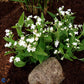 Bilde av Omphalodes verna 'Alba'-Spanne Plantesalg