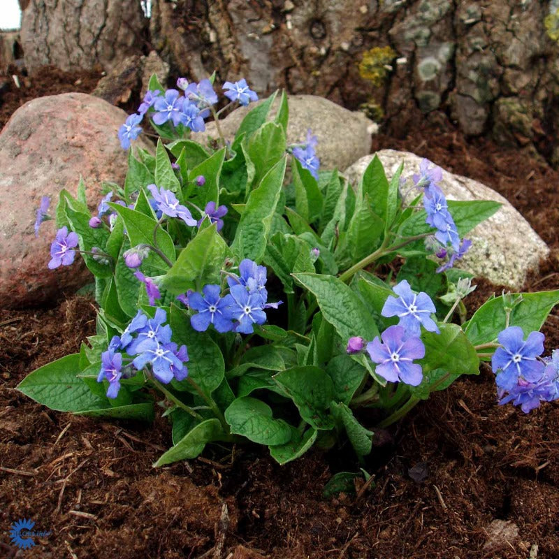 Bilde av Omphalodes verna-Spanne Plantesalg