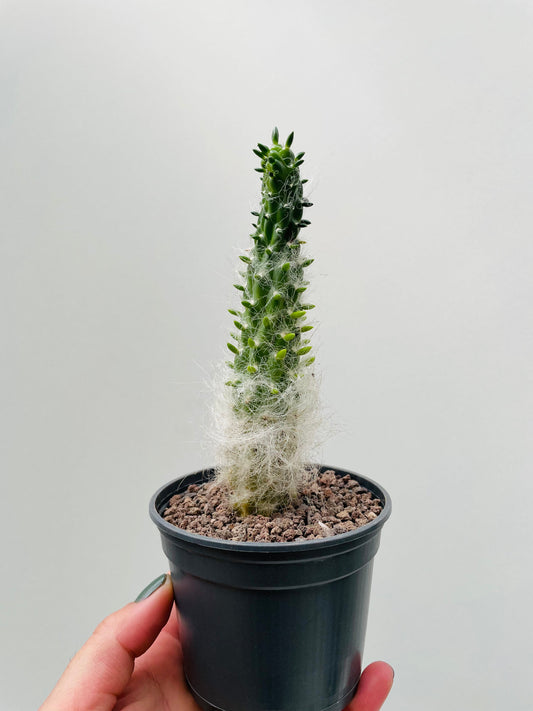 Bilde av Opuntia floccosa 9 cm potte-Spanne Plantesalg