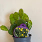 Bilde av OPUNTIA HUMIFUSA-Spanne Plantesalg