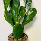 Bilde av Opuntia jamaicensis-Spanne Plantesalg