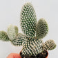 Bilde av Opuntia microdasys ‘Bunny Ears’-Spanne Plantesalg