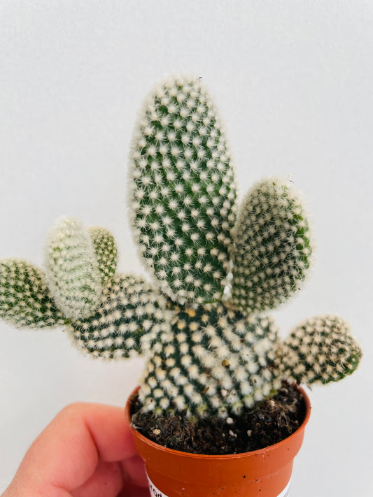 Bilde av Opuntia microdasys ‘Bunny Ears’-Spanne Plantesalg