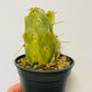 Bilde av Opuntia variegata-Spanne Plantesalg