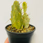 Bilde av Opuntia variegata-Spanne Plantesalg