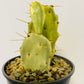 Bilde av Opuntia variegata-Spanne Plantesalg