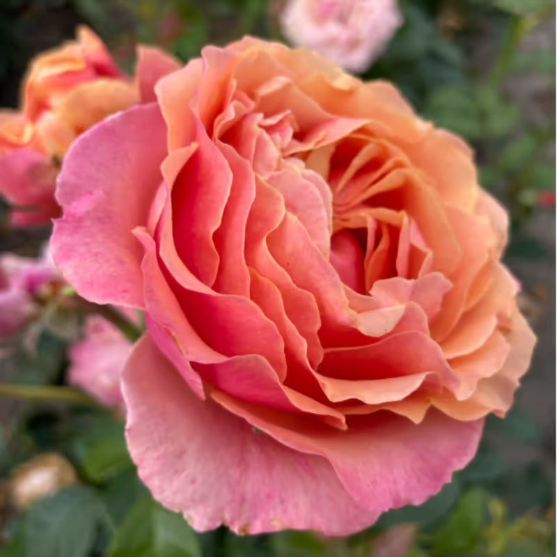 Bilde av 'Orange Sunrise'™ Plant´n Relax®-Spanne Plantesalg