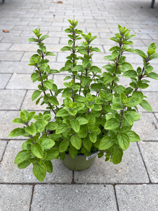 Bilde av OREGANO 14 CM-Spanne Plantesalg