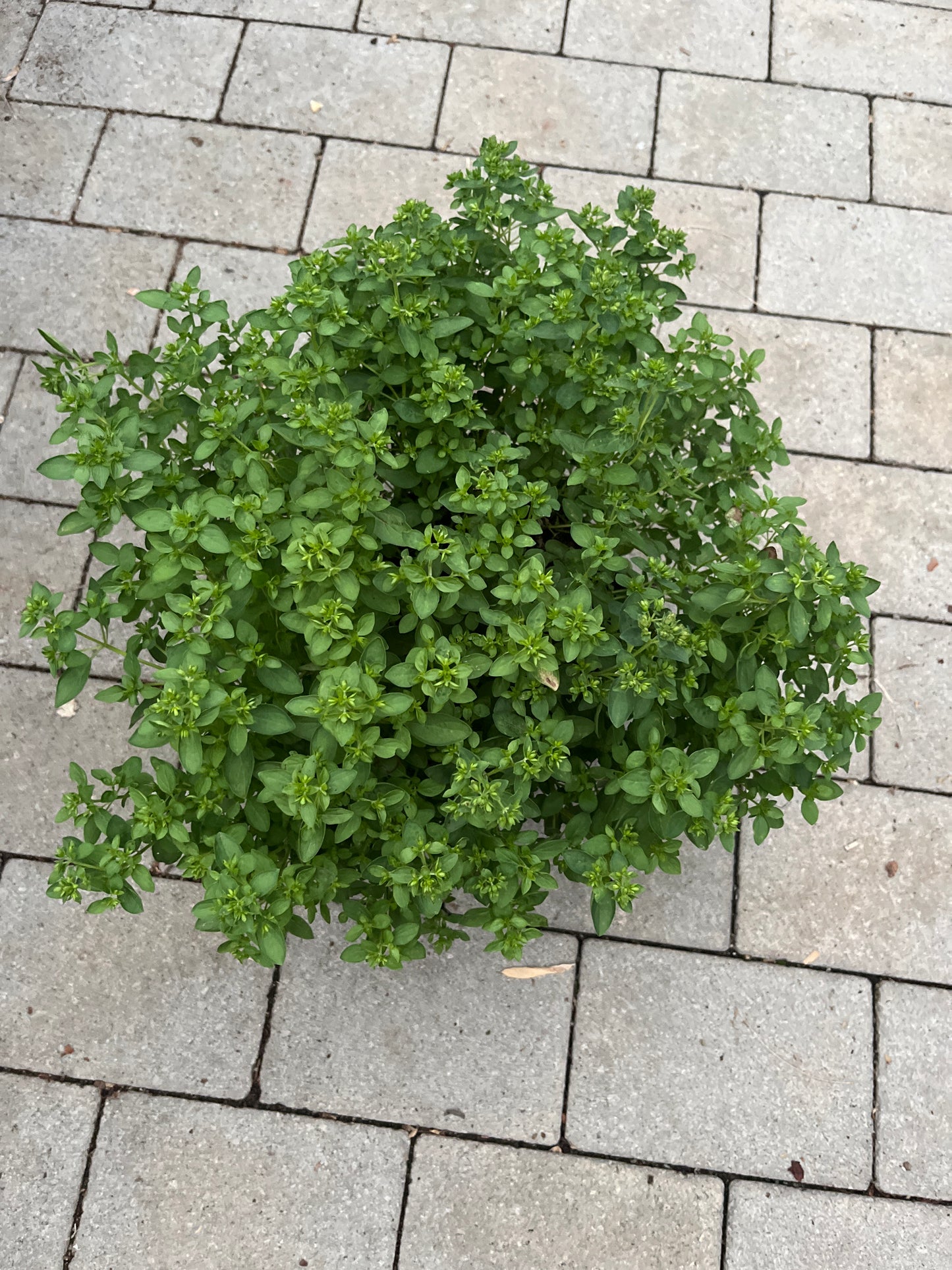 Bilde av OREGANO BUSK-Spanne Plantesalg
