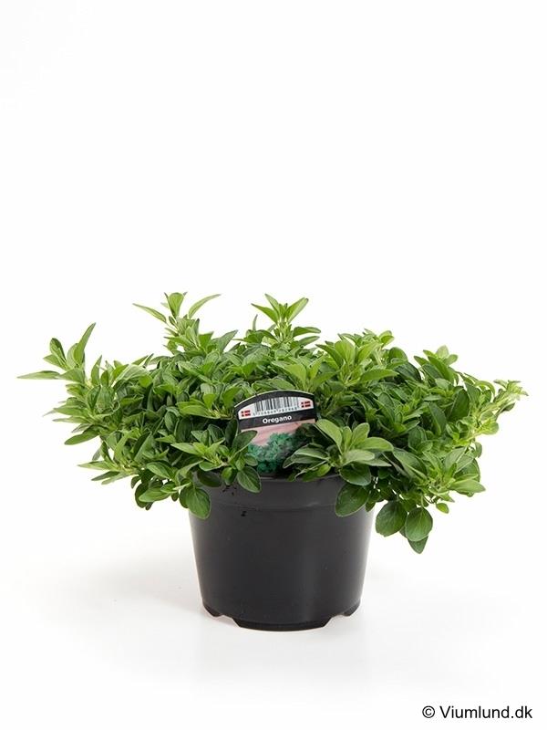 Bilde av OREGANO-Spanne Plantesalg
