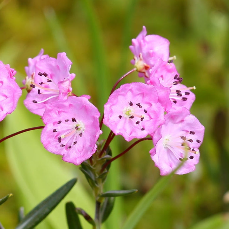 Bilde av Kalmia polifolia 'Newfoundland'-Spanne Plantesalg