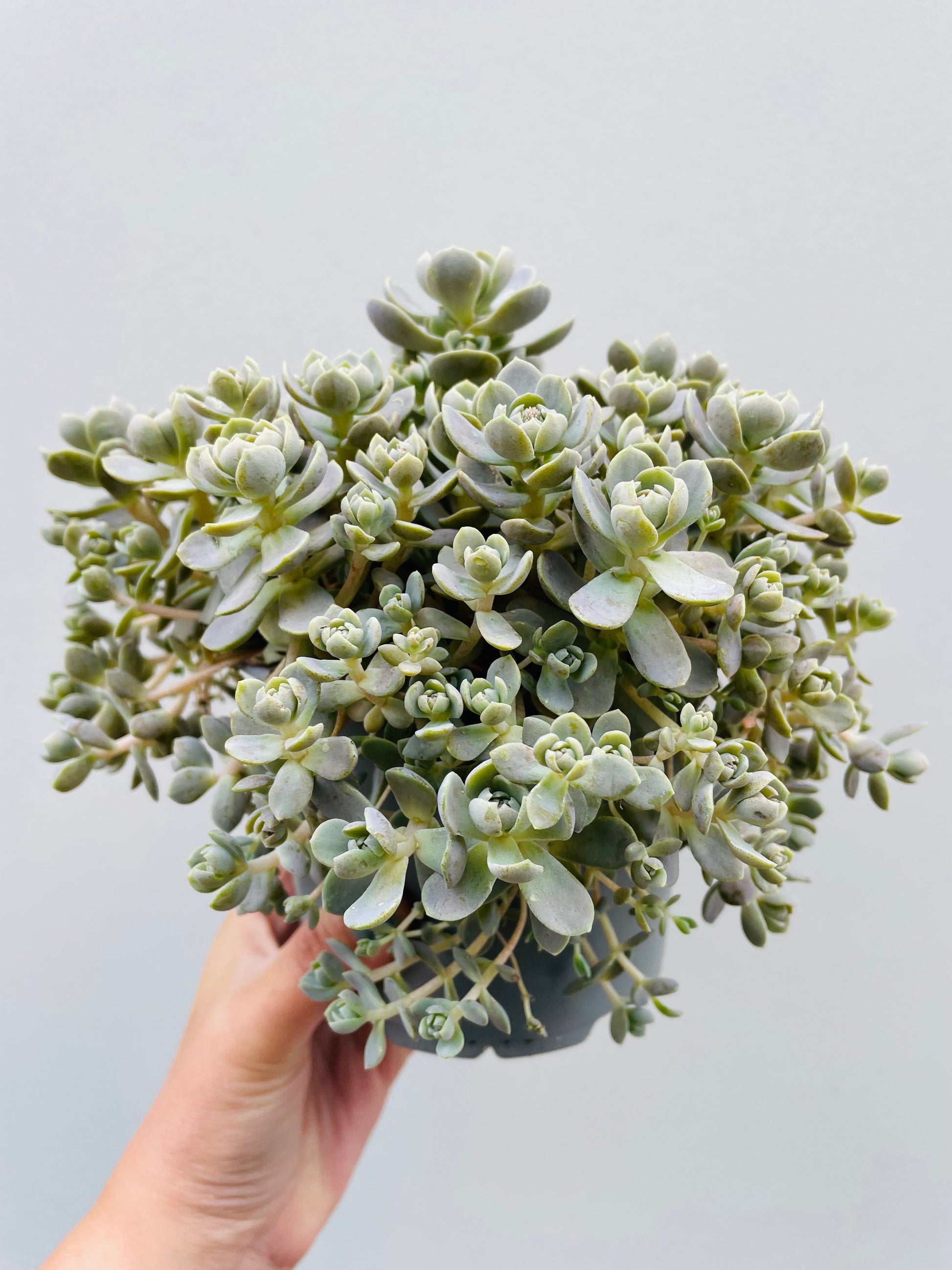 Bilde av Orostachys 12 cm potte-Spanne Plantesalg