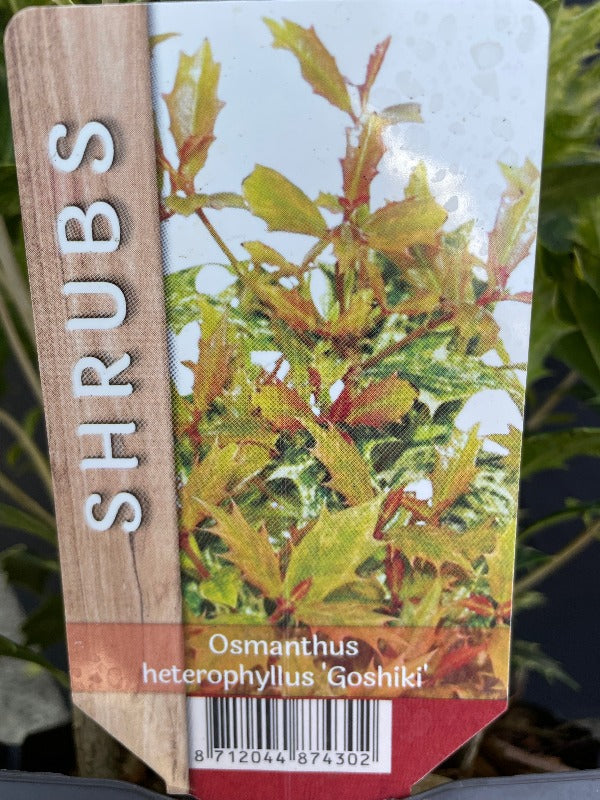 Bilde av Osmanthus heter. 'Goshiki'-Spanne Plantesalg