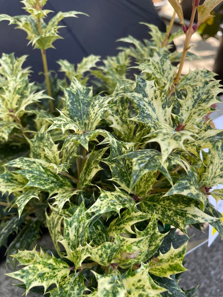 Bilde av Osmanthus heter. 'Goshiki'-Spanne Plantesalg