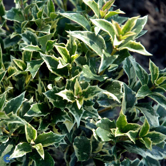 Bilde av Osmanthus heter. 'Variegatus'-Spanne Plantesalg