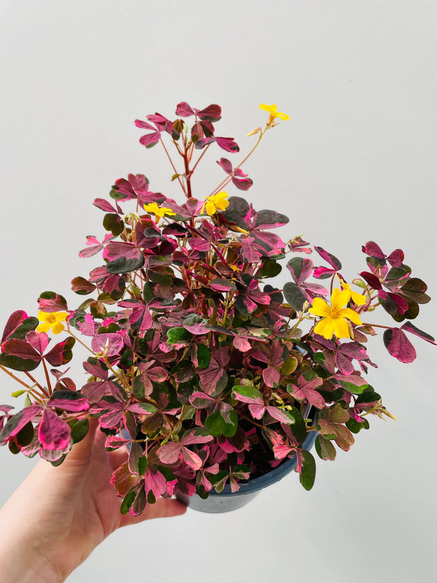 Bilde av Oxalis ‘Crazy Plum’ 14 cm potte-Spanne Plantesalg
