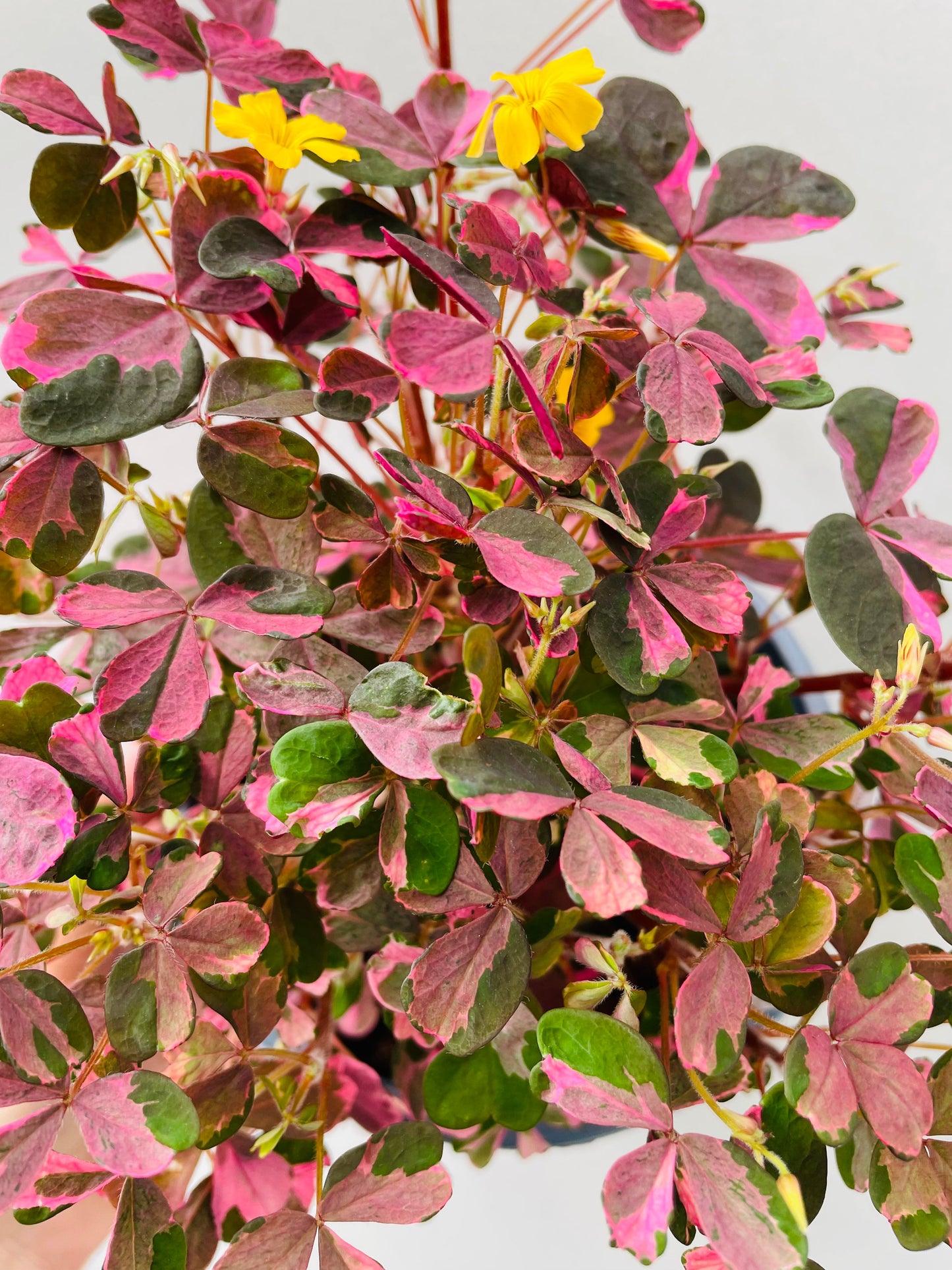 Bilde av Oxalis ‘Crazy Plum’ 14 cm potte-Spanne Plantesalg