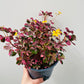 Bilde av Oxalis ‘Crazy Plum’ 14 cm potte-Spanne Plantesalg