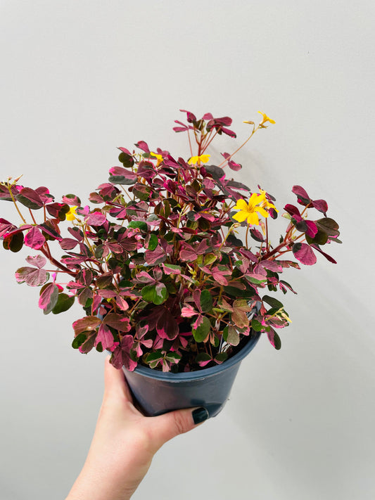 Bilde av Oxalis ‘Crazy Plum’ 14 cm potte-Spanne Plantesalg