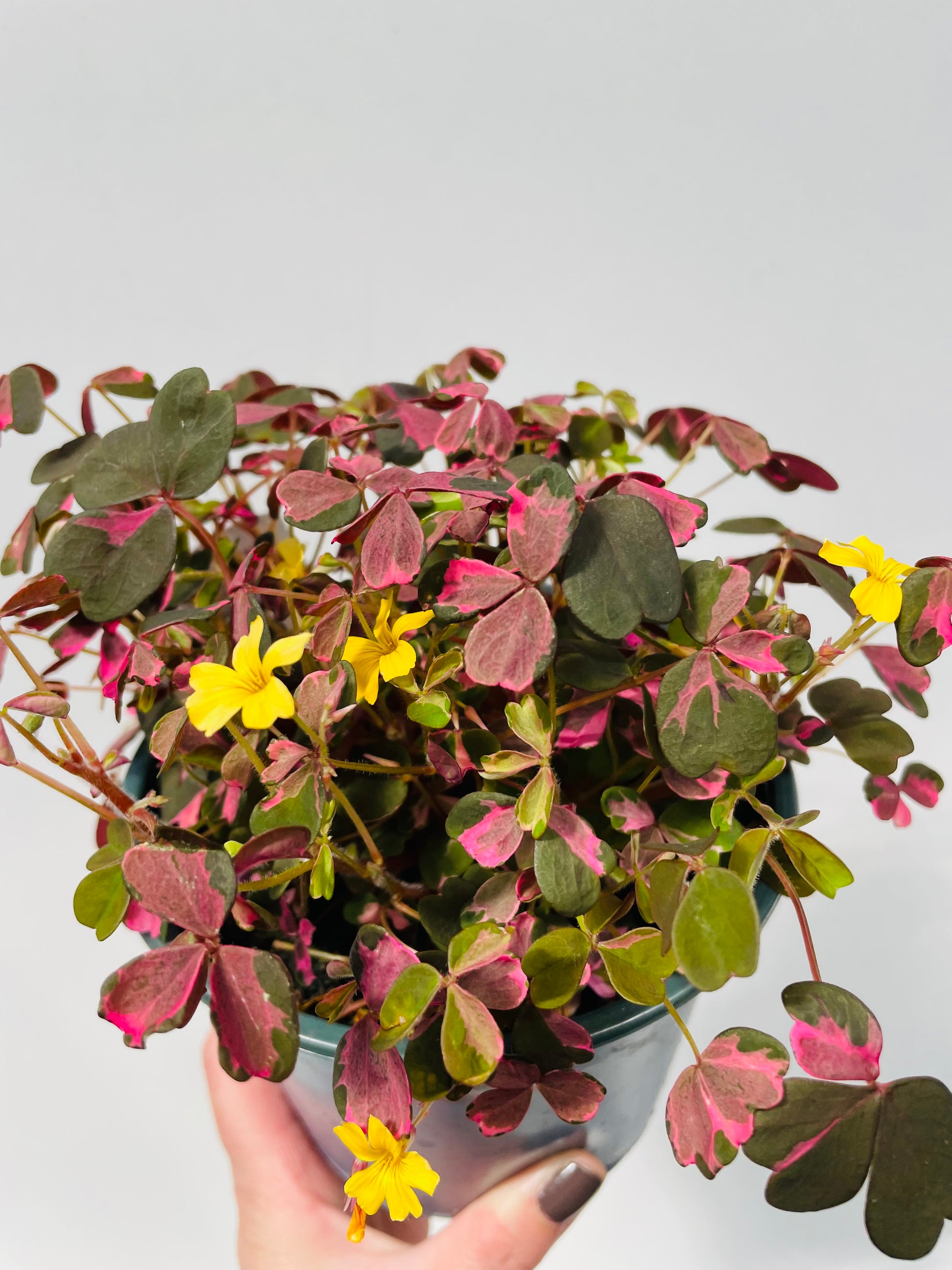 Bilde av Oxalis ‘Crazy Plum’-Spanne Plantesalg