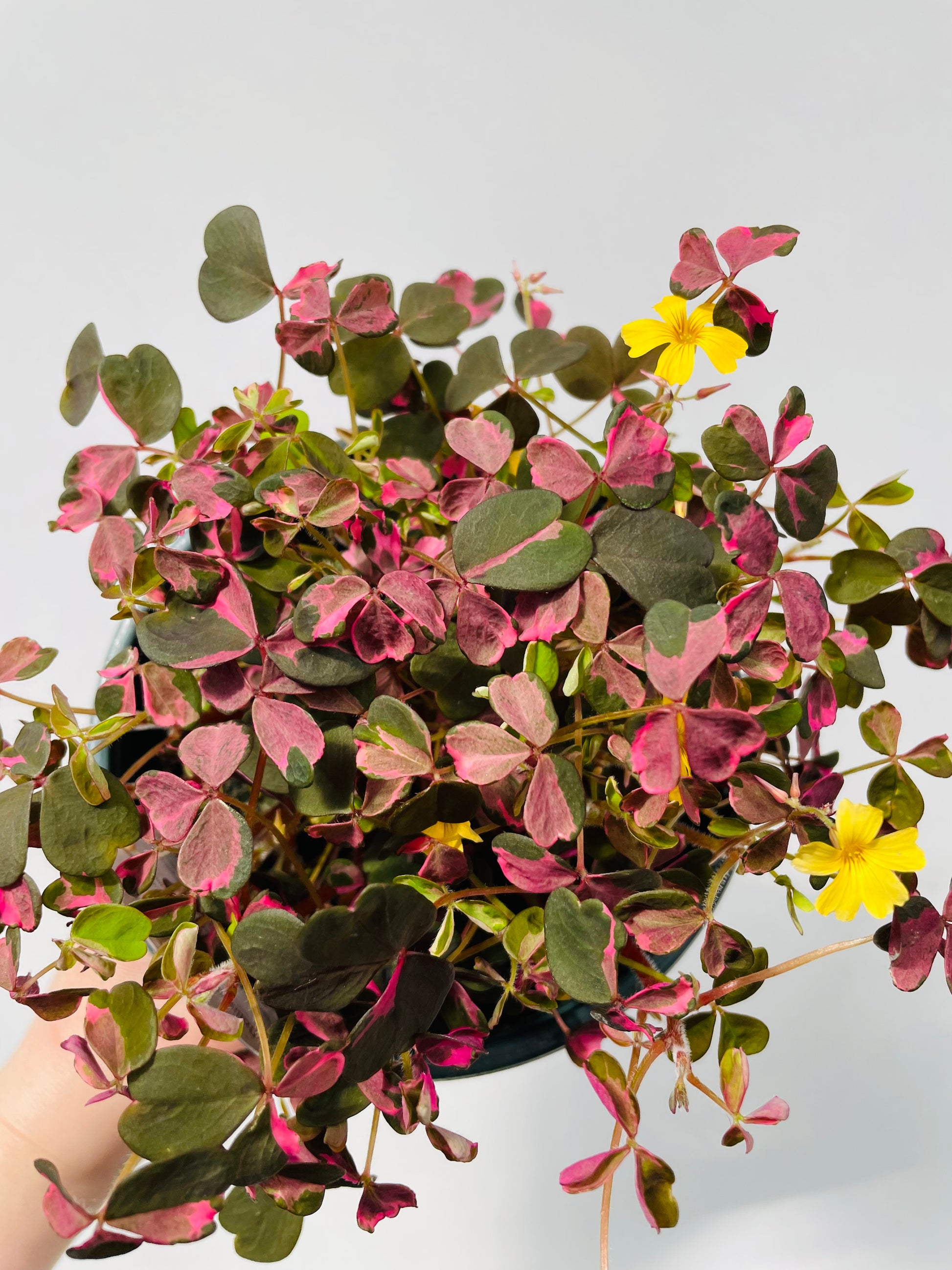 Bilde av Oxalis ‘Crazy Plum’-Spanne Plantesalg
