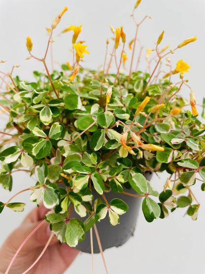 Oxalis ‘Nordlys’