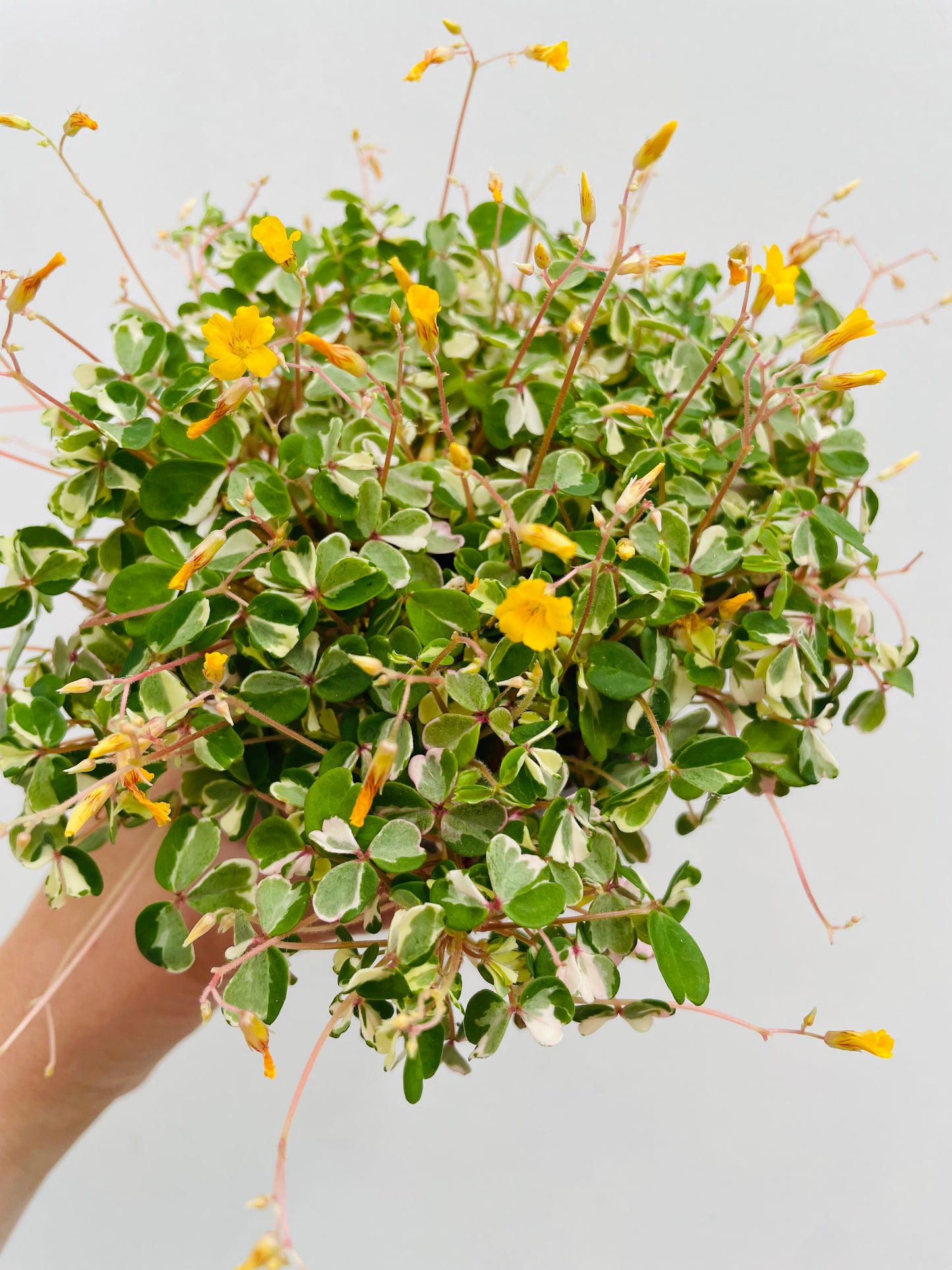 Oxalis ‘Nordlys’