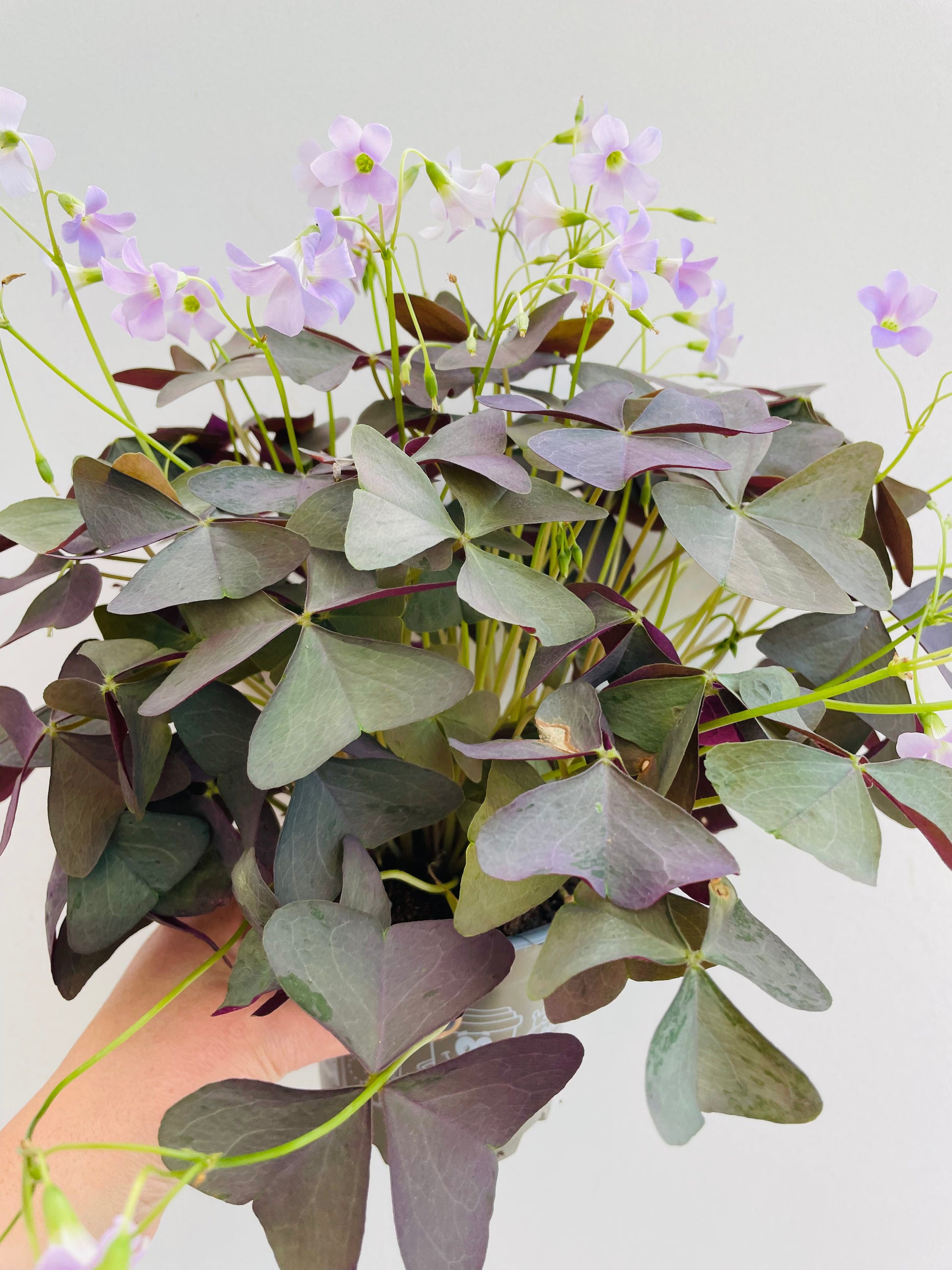 Bilde av Oxalis triangularis ‘Myke’-Spanne Plantesalg