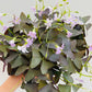 Bilde av Oxalis triangularis ‘Myke’-Spanne Plantesalg
