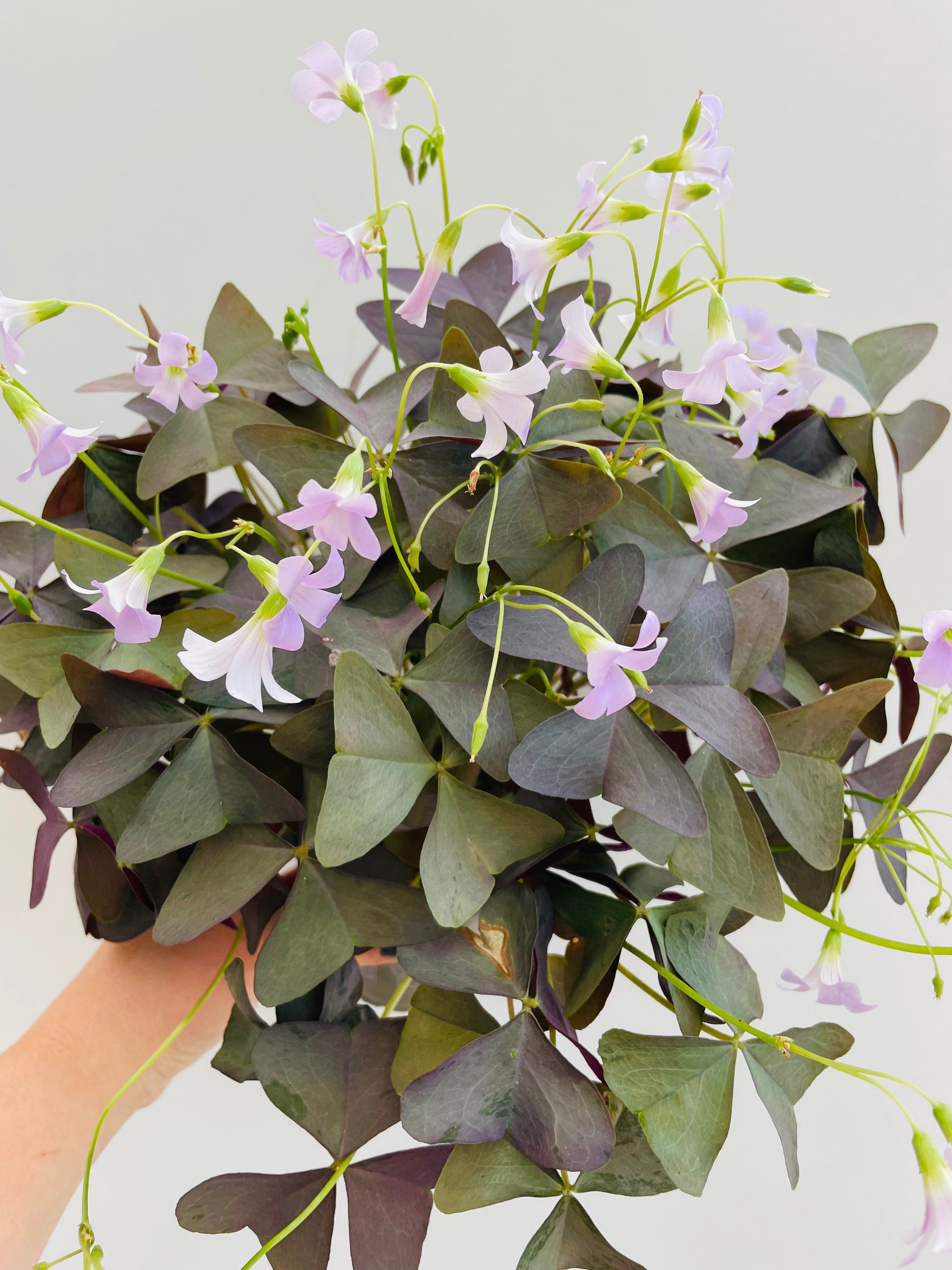 Bilde av Oxalis triangularis ‘Myke’-Spanne Plantesalg