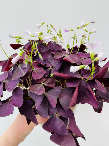 Bilde av Oxalis triangularis ‘Myke’-Spanne Plantesalg