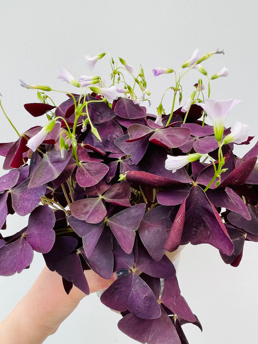 Bilde av Oxalis triangularis ‘Myke’-Spanne Plantesalg