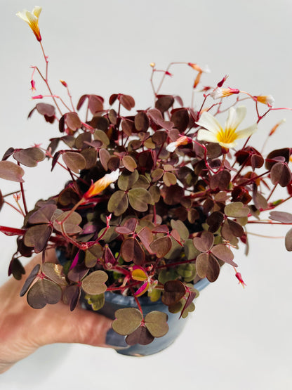 Bilde av OXALIS VULCANICOLA 'RED'-Spanne Plantesalg