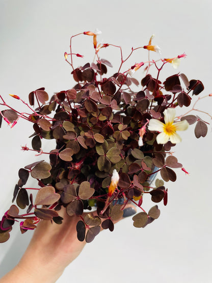 Bilde av OXALIS VULCANICOLA 'RED'-Spanne Plantesalg