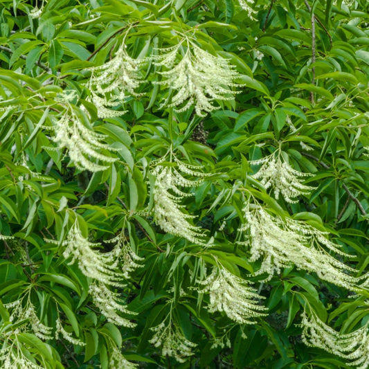 Bilde av Oxydendrum arboreum-Spanne Plantesalg