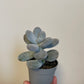 Bilde av Pachyphytum Oviferum-Spanne Plantesalg