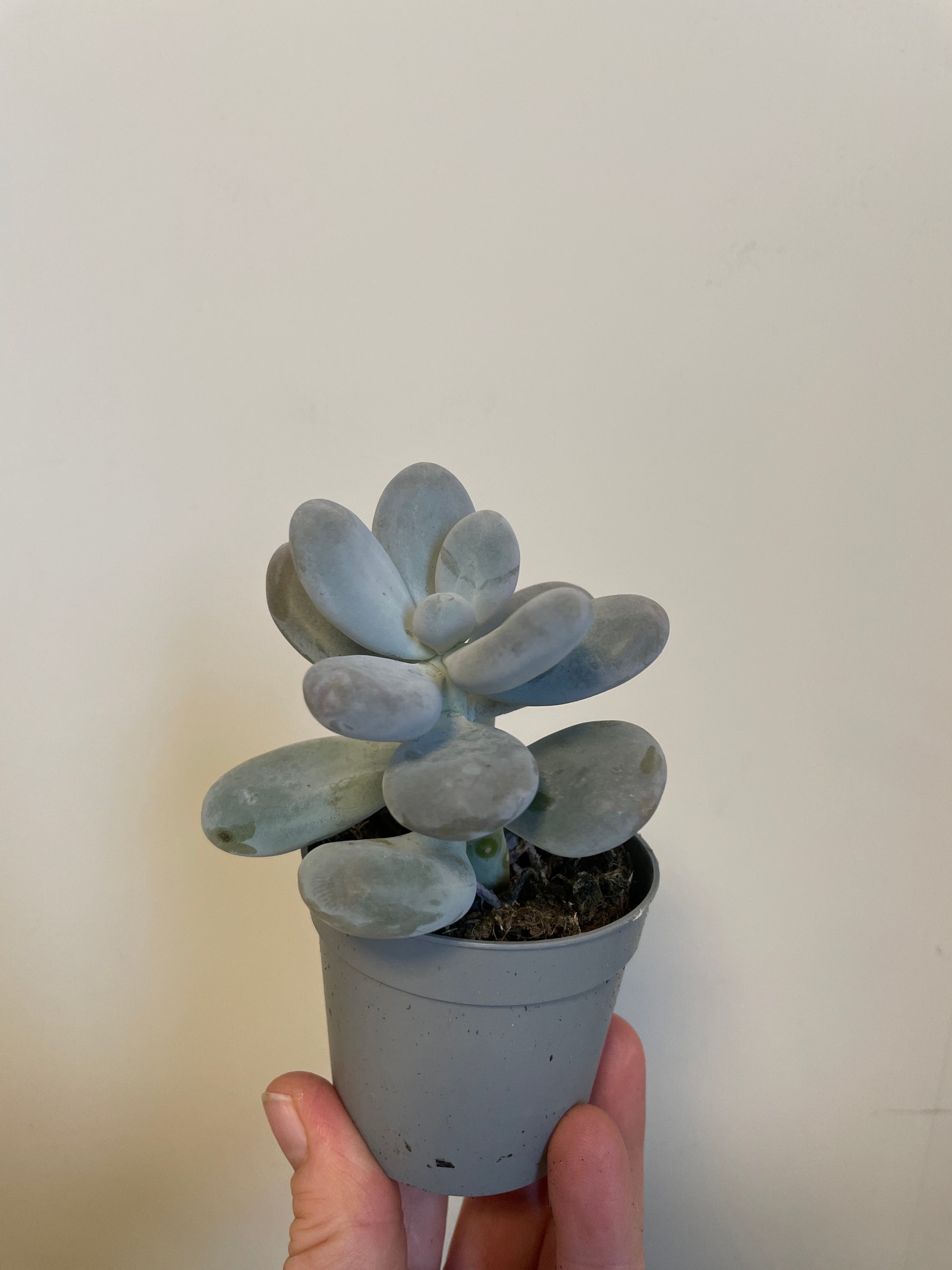 Bilde av Pachyphytum Oviferum-Spanne Plantesalg