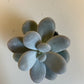 Bilde av Pachyphytum Oviferum-Spanne Plantesalg