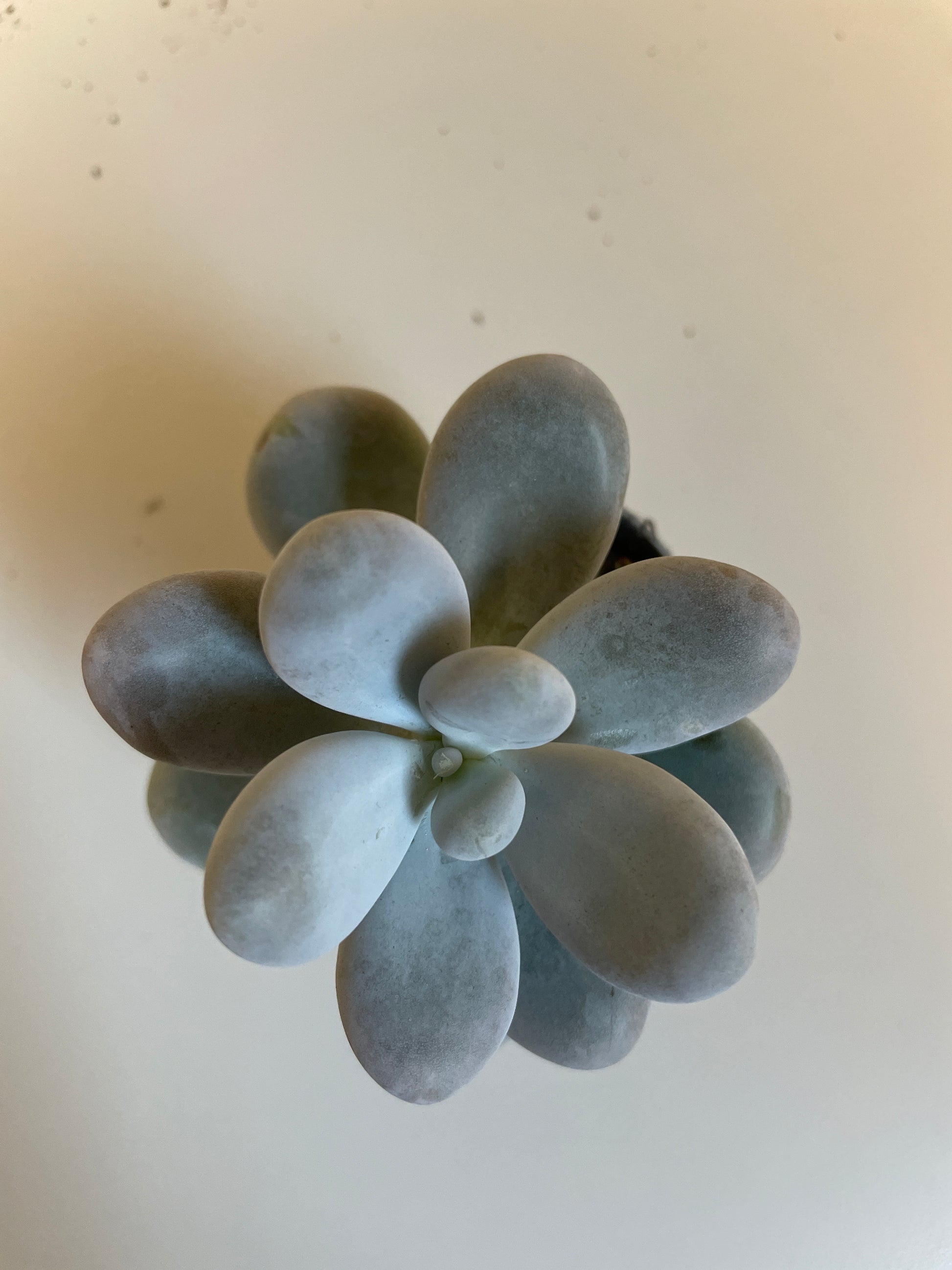 Bilde av Pachyphytum Oviferum-Spanne Plantesalg