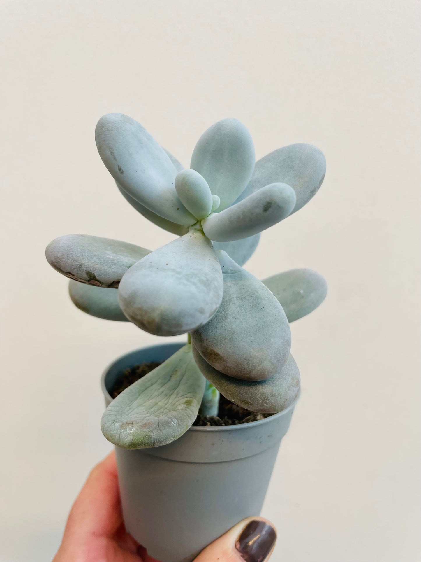Bilde av Pachyphytum oviferum ‘Moonstones’-Spanne Plantesalg
