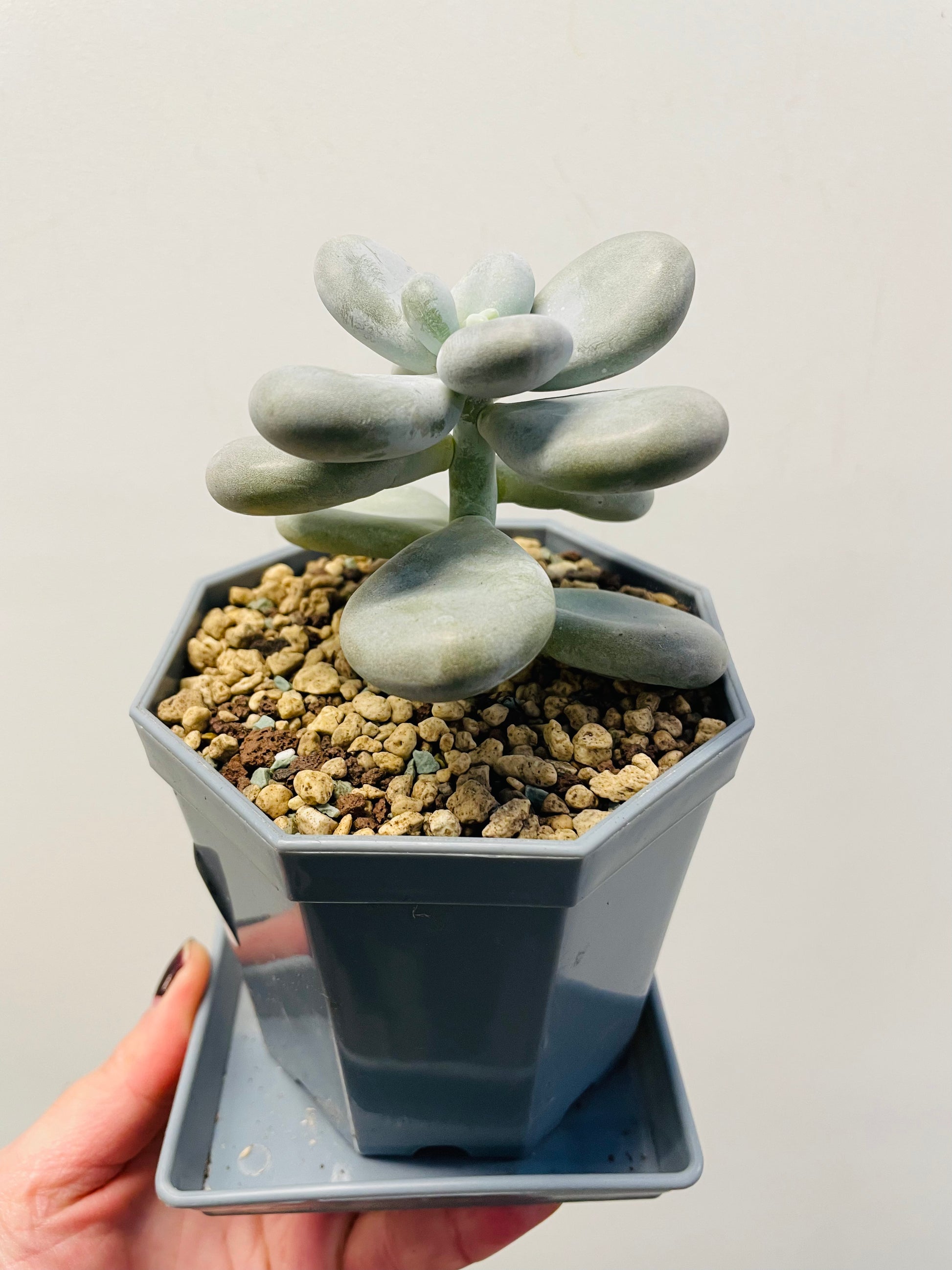Bilde av Pachyphytum oviferum ‘Moonstones’-Spanne Plantesalg