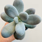 Bilde av Pachyphytum oviferum ‘Moonstones’-Spanne Plantesalg