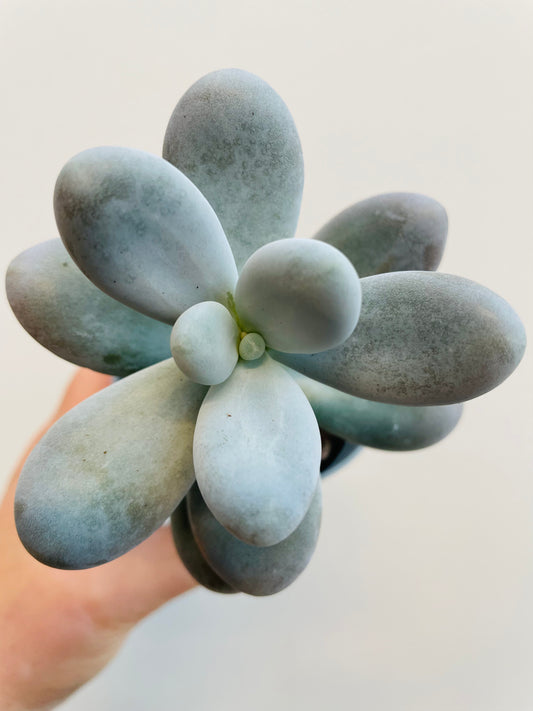 Bilde av Pachyphytum oviferum ‘Moonstones’-Spanne Plantesalg