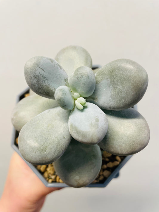 Bilde av Pachyphytum oviferum ‘Moonstones’-Spanne Plantesalg