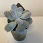 Bilde av Pachyphytum Oviferum-Spanne Plantesalg