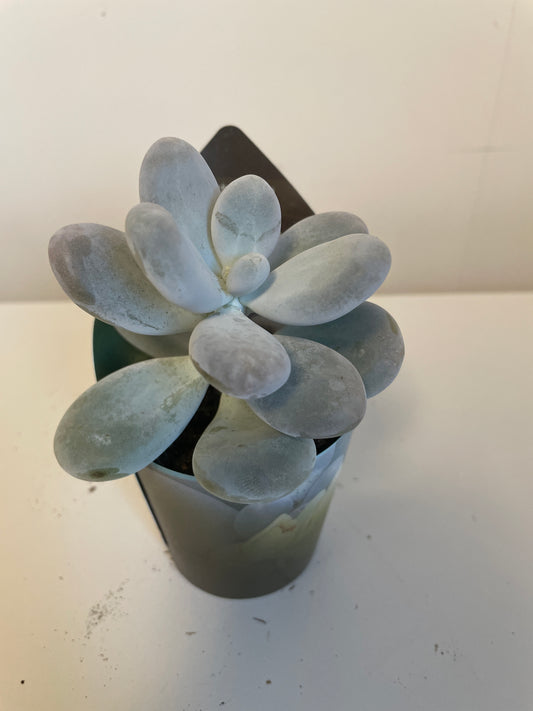 Bilde av Pachyphytum Oviferum-Spanne Plantesalg