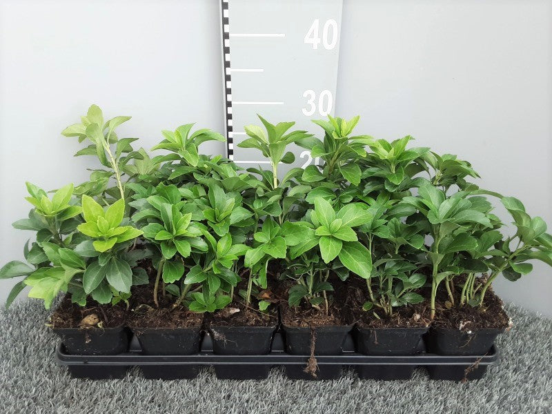 Bilde av PACHYSANDRA TERMINALIS-Spanne Plantesalg