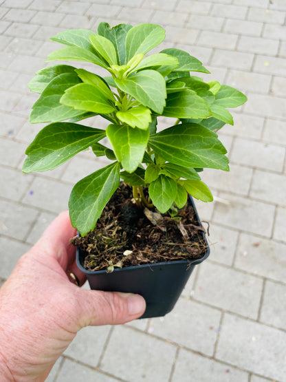 Bilde av PACHYSANDRA TERMINALIS-Spanne Plantesalg