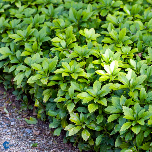 Bilde av Pachysandra terminalis-Spanne Plantesalg