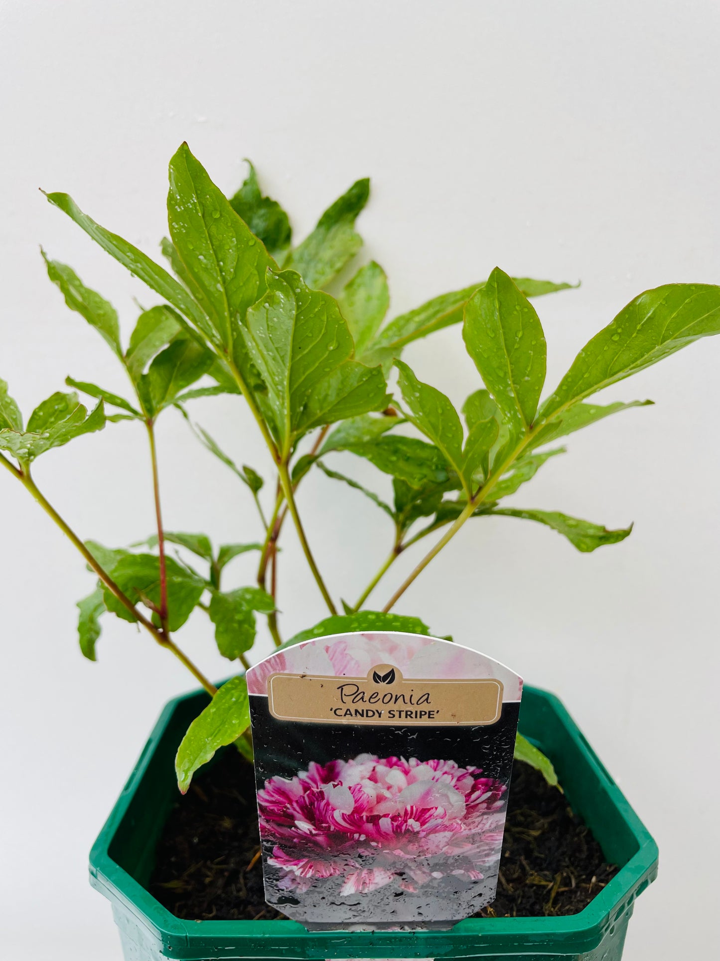 Paeonia ‘Candy Stripe’